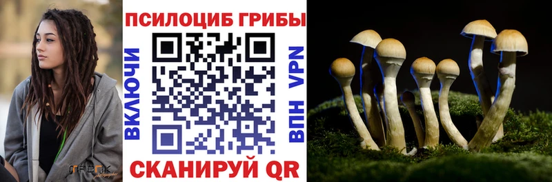 Галлюциногенные грибы Psilocybine cubensis  Строитель 